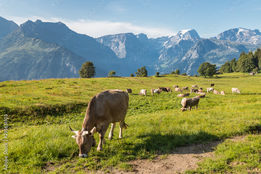 herd of cows grazing on alpine meadow in Swiss Alps