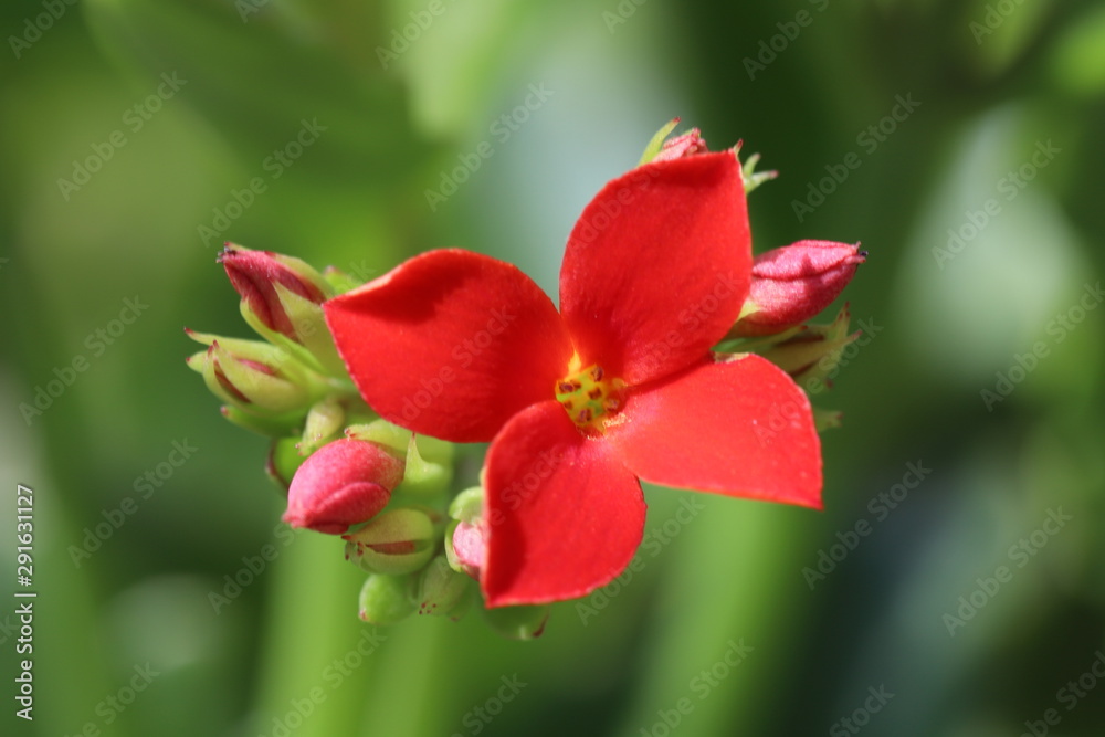 カランコエの赤い花