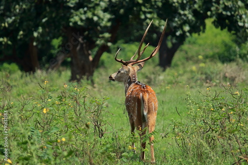 Fototapeta Naklejka Na Ścianę i Meble -  a chital or cheetal or spotted deer or chital deer or axis deer or axis axis in bandipur national park in karnataka in india
