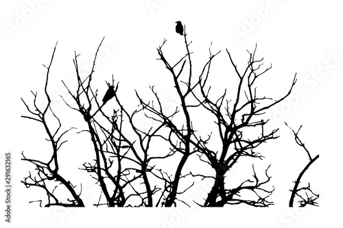 black silhouette for halloween, crows sitting on a tree in winter or autumn forest, dry trees, doodle sryle, vector illustration