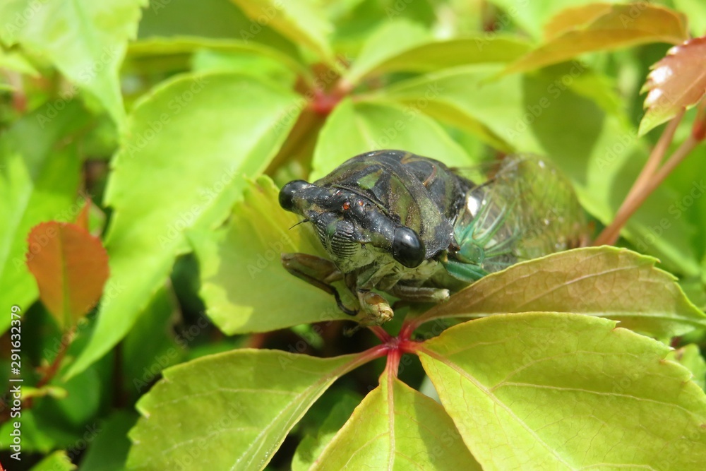 Cicada on green leaves background in Florida nature, closeup
