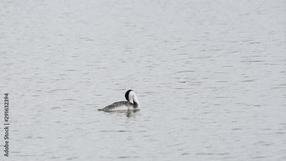 HD Video of Western Grebes swimming and preening in a lake on a cloudy day. the Western Grebe breeds in lakes and ponds across the American West and winters primarily off the Pacific Coast. HD Video of Western Grebes swimming and preening in a lake on a cloudy day. the Western Grebe breeds in lakes and ponds across the American West and winters primarily off the Pacific Coast.