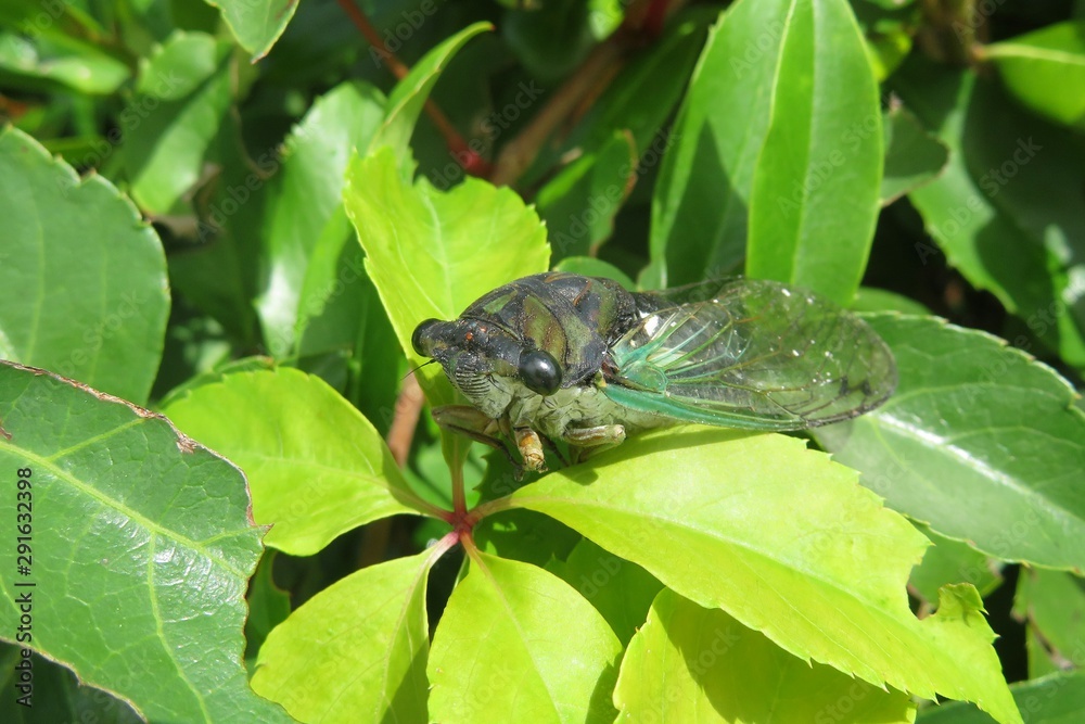 Cicada on green leafs