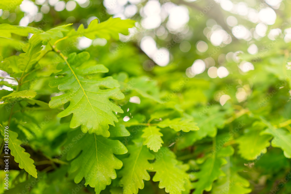 Oak branch with green leaves and beautiful blur. Oak branch with green leaves and beautiful blur.
