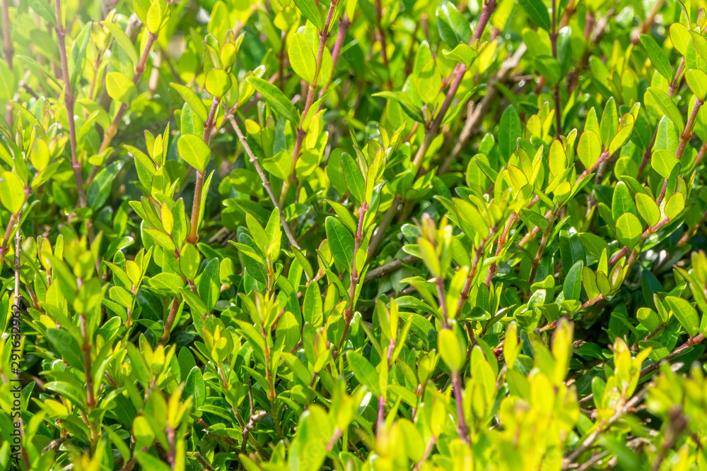 Green bushes with trimmed branches and young leaves. Green bushes with trimmed branches and young leaves.