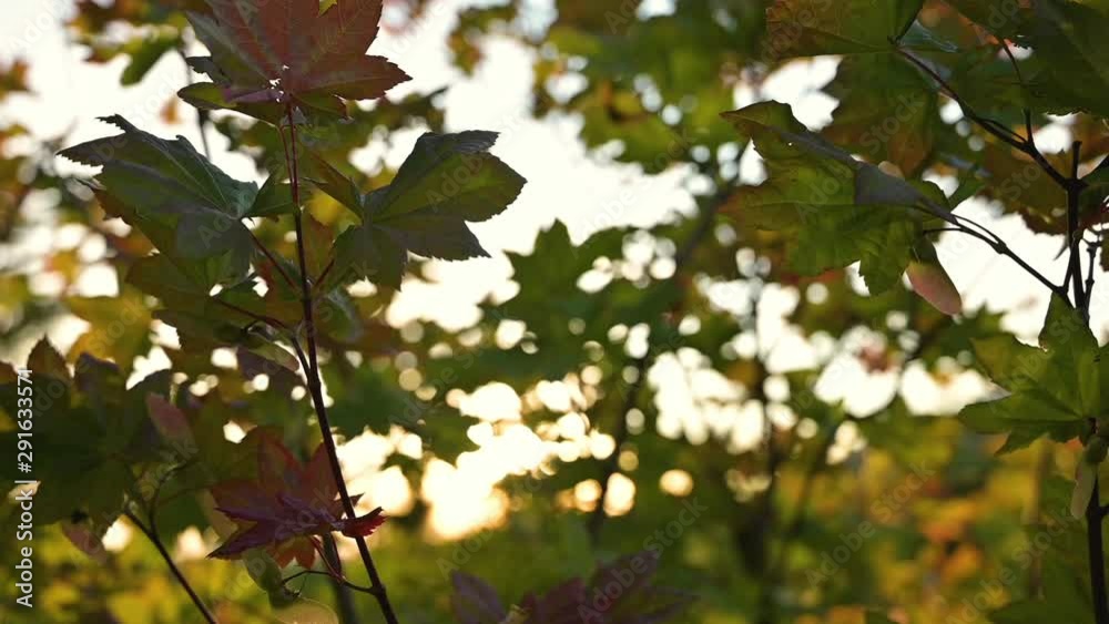Leaves in fall colors. Lobed leaves zoom in autumn feeling. 