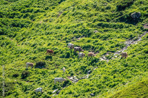 Cows graze on mountain slope.