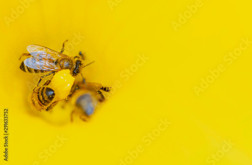 Bienen beim Nektar sammeln in einer gelben Blüte