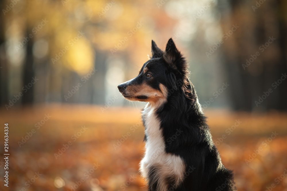 The dog on yellow leaves . Border Collie in the park. autumn mood