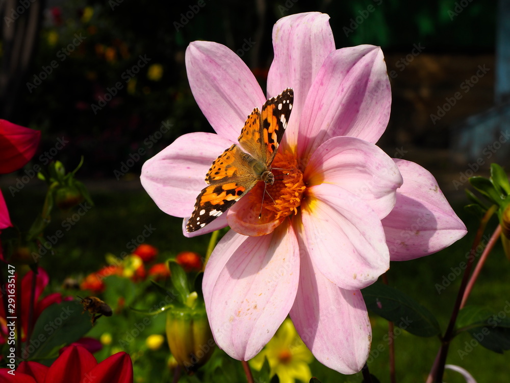 butterfly on a bright garden flower in the garden butterfly on a bright garden flower in the garden