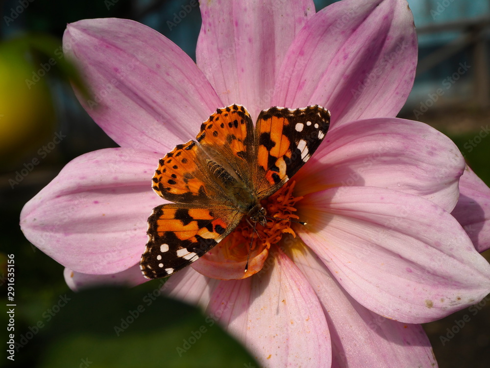 butterfly on a bright garden flower in the garden