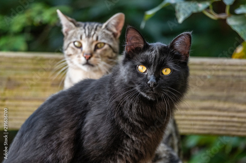 Two young cats outdoor in the garden - black cat and short hair common house cat portrait.
