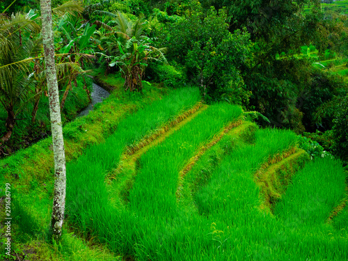 Rice field terrace at Bali,Indonesia.