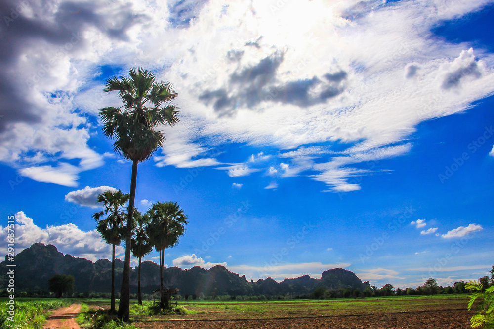 Sugar plam Sky in Field Sugar plam Sky in Field