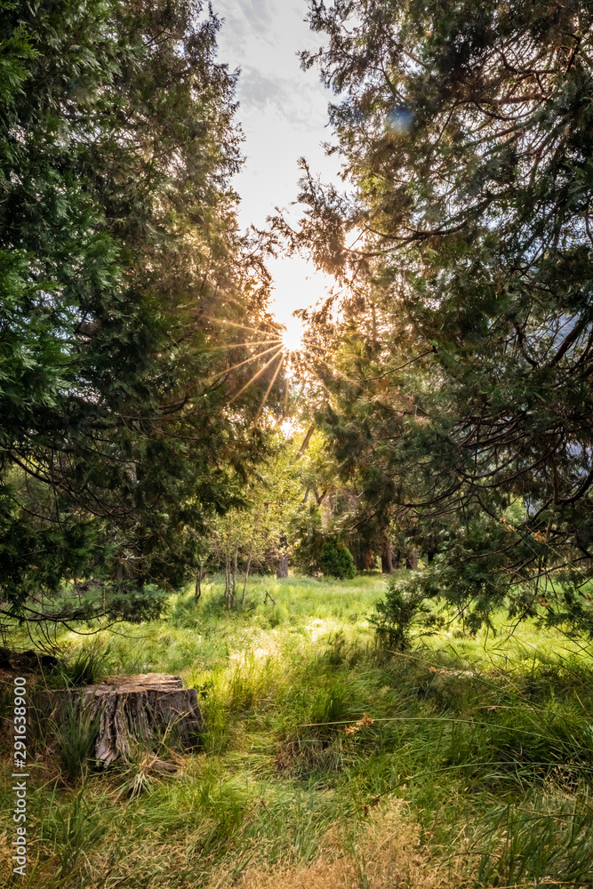 Yellow sun creates a starburst between lush pine trees and thick grass Yellow sun creates a starburst between lush pine trees and thick grass