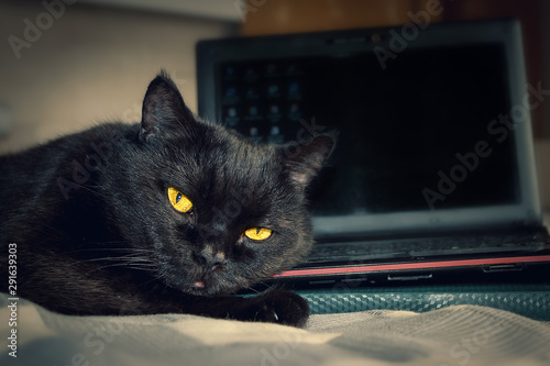 A Black Cat, Yellow Eyes, Looking Into the Camera, Lying on a Laptop Keyboard at Home. Display with Blurred Icons on Black Screen. Data Protection, Cyber Security, Online Privacy Concept.