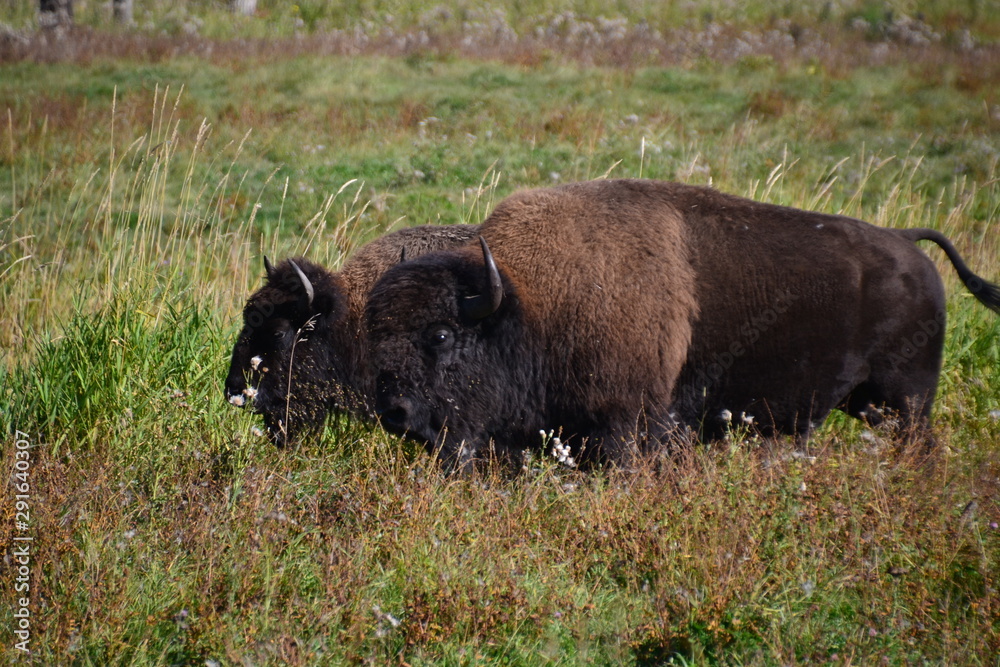 A pair of Plains Bison A pair of Plains Bison