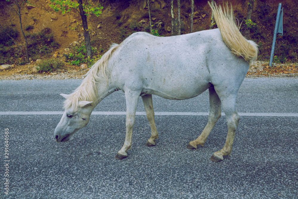 City Meteora, Greek Republic. White horse on the way in hill.12. Sep. 2019