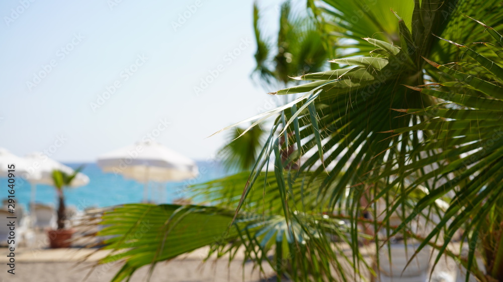 Fototapeta premium Close - up of palm leaves on a Sunny day at the seaside resort