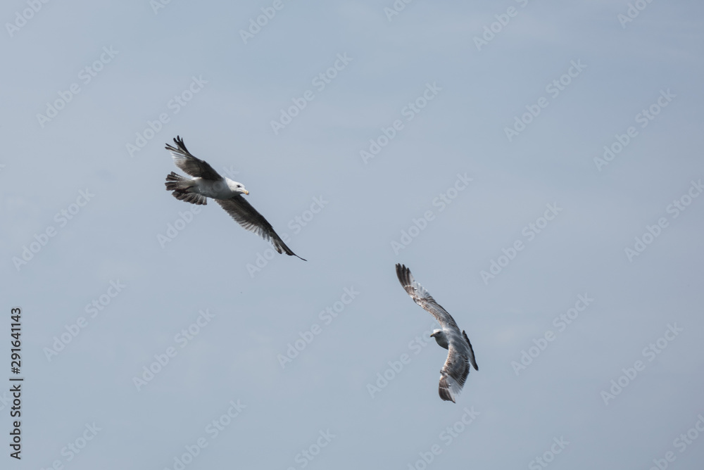 Obraz premium Seagull flying