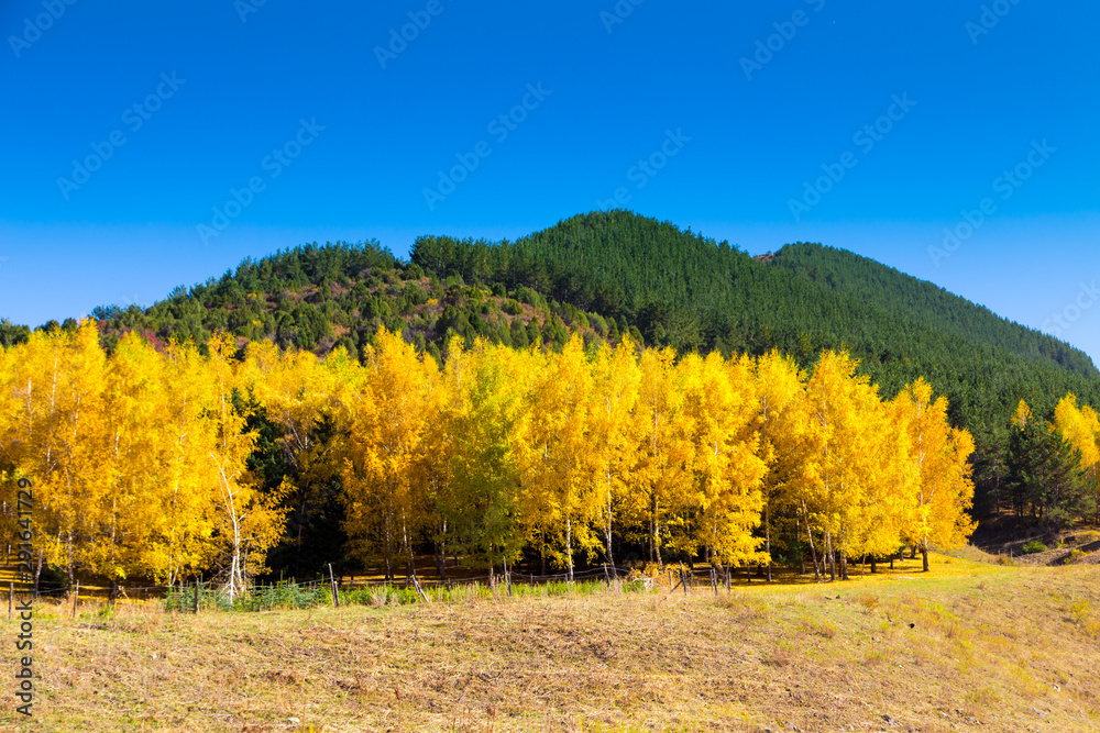 Fototapeta premium Autumn landscape. Yellow and green trees. Mountains and bright blue sky.