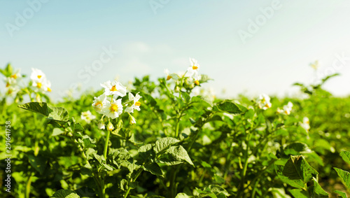 Fototapeta Naklejka Na Ścianę i Meble -  Beautiful field with blooming potato bushes on sunny day