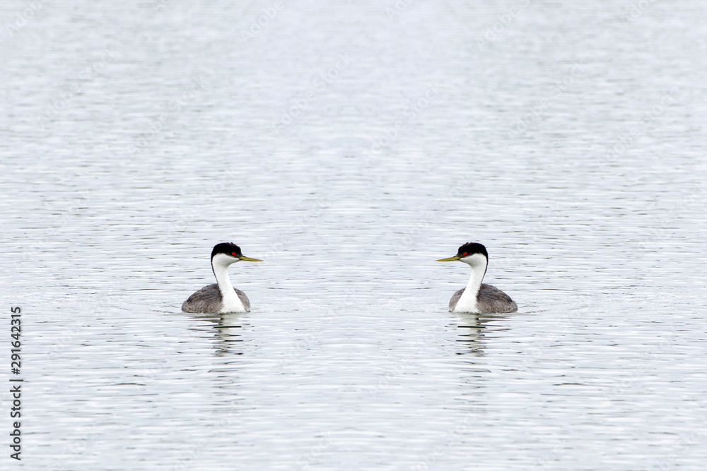 Two western grebes facing each other swimming in calm pond water. Visually creating a heart