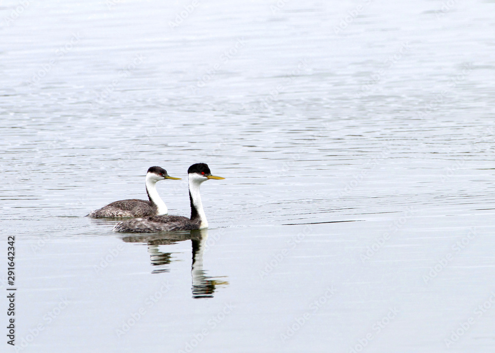 Male and female Western Grebes swimming side by side in a calm pond. Male birds have darker coloration and are slightly larger in size. Male and female Western Grebes swimming side by side in a calm pond. Male birds have darker coloration and are slightly larger in size.