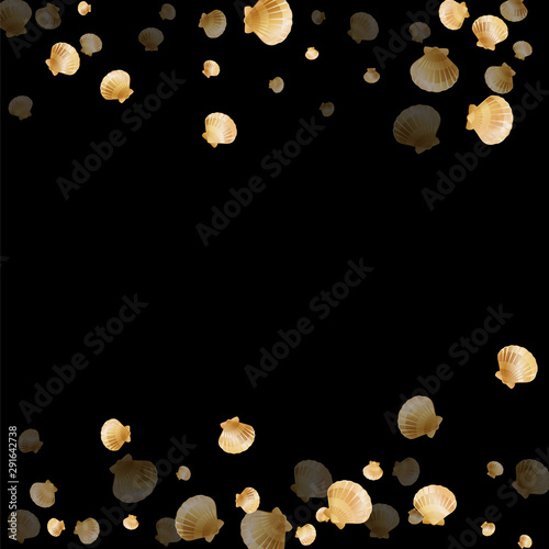 Oceanic scallop, bivalve pearl shell, marine mollusk isolated on black wild life nature background.