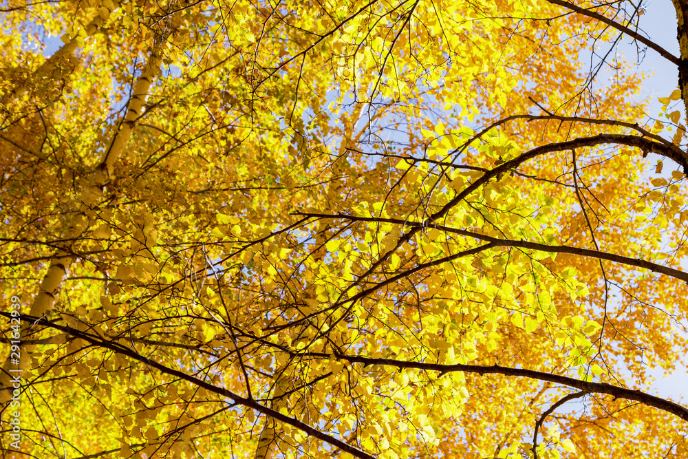 Autumn. Beautiful yellow birch leaves and branches of larch trees on a background of blue clear sky. Natural background. Place to insert text. Autumn. Beautiful yellow birch leaves and branches of larch trees on a background of blue clear sky. Natural background. Place to insert text.