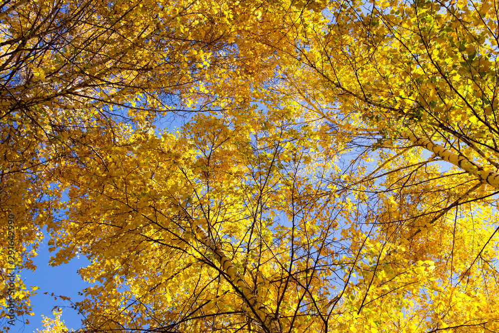 Autumn. Beautiful yellow birch leaves and branches of larch trees on a background of blue clear sky. Natural background. Place to insert text. Autumn. Beautiful yellow birch leaves and branches of larch trees on a background of blue clear sky. Natural background. Place to insert text.
