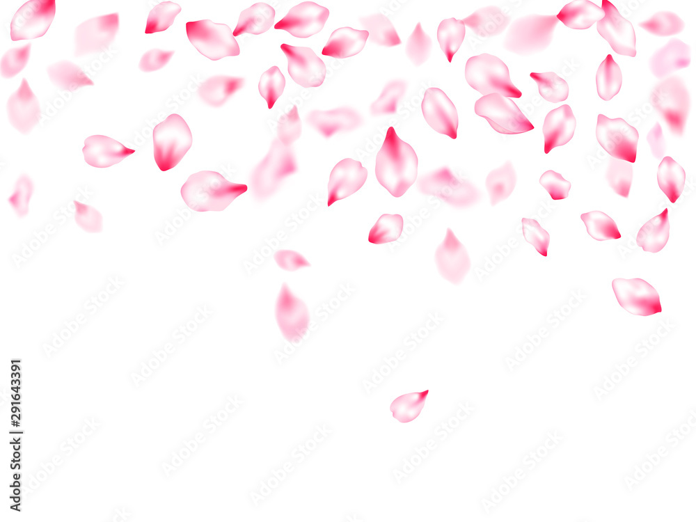 Japanese cherry blossom pink flying petals windy blowing background.
