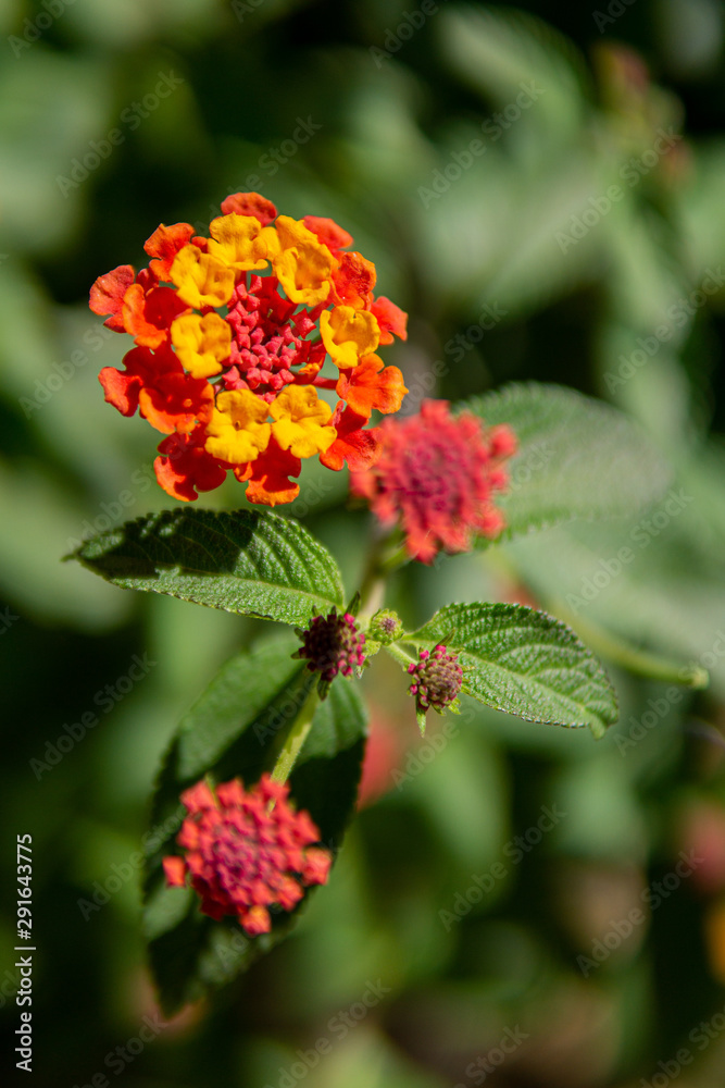 small flowers in the garden small flowers in the garden