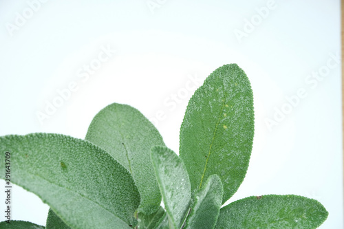 Aromatic common Sage leaves, scientific name Salvia Officinalis isolated on a white background photo
