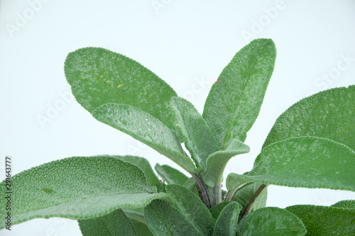 Aromatic common Sage leaves, scientific name Salvia Officinalis isolated on a white background photo