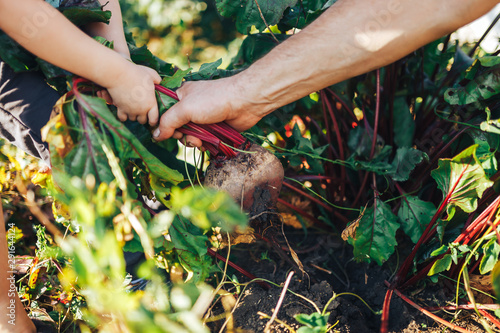 Farmer hands holding a bunch of freshly harvested beetroots and a garden spade