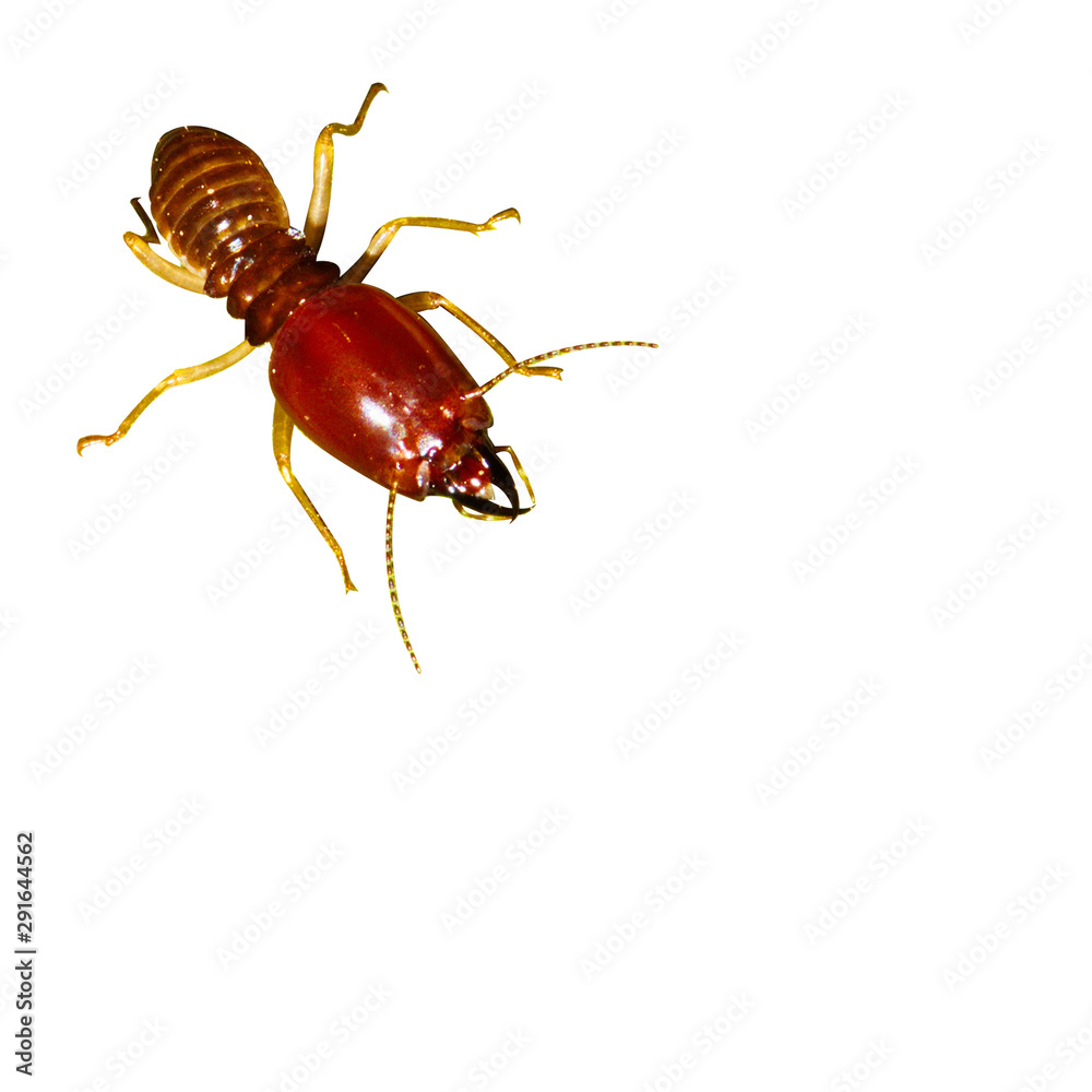 Termite on isolated whited background