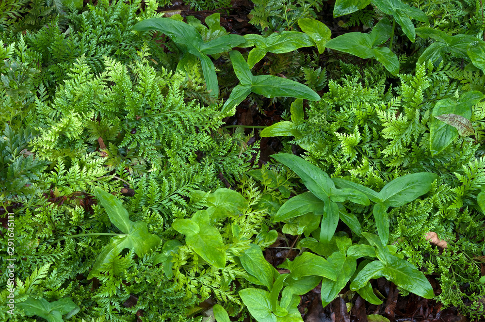 Sydney Australia, garden bed of ferns still damp after rain Sydney Australia, garden bed of ferns still damp after rain