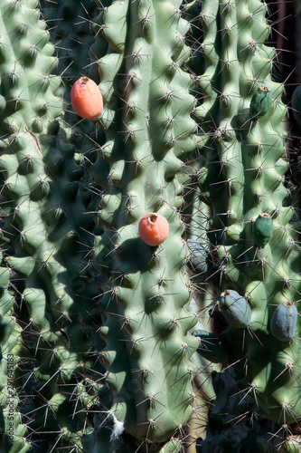 Sydney Australia, orange fruit on a cereus repandus like cactus photo