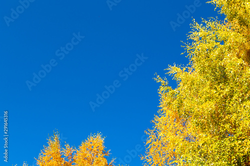 Autumn. Beautiful yellow birch leaves and branches of larch trees on a background of blue clear sky. Natural background. Place to insert text.