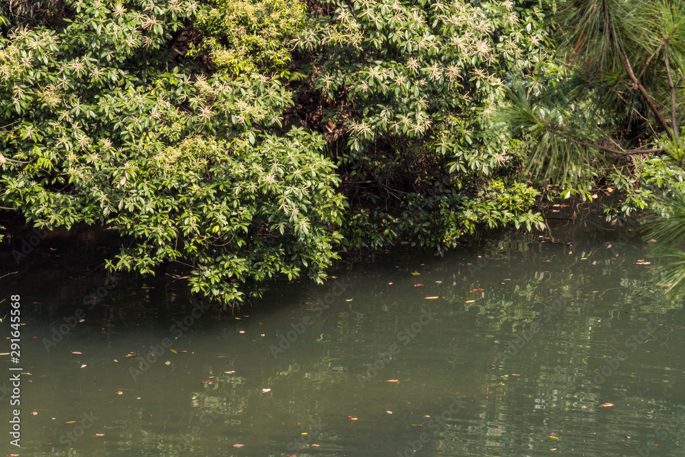 dense green bushes by the edge lake with reflection on the water surface on a sunny day dense green bushes by the edge lake with reflection on the water surface on a sunny day