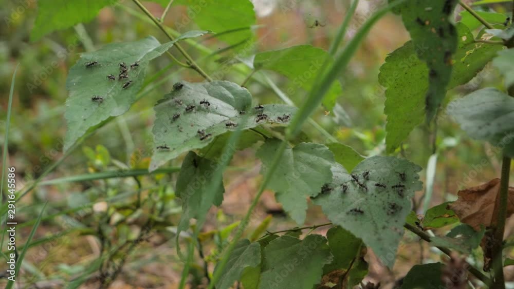 Slow motion view of formisca fusca ants sat on the leaves of a low shrub Slow motion view of formisca fusca ants sat on the leaves of a low shrub