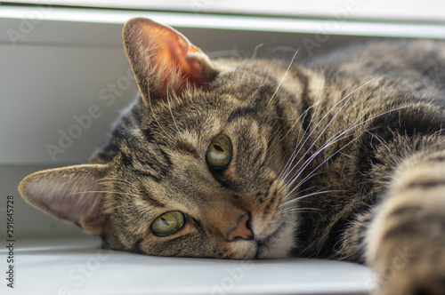 Cute marble cat lying on white window sill, lovely face, eye contact, domestic furry pet animal
