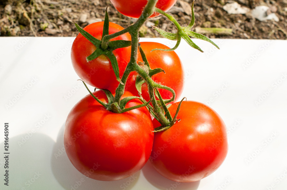 red and yellow natural tomatoes in composition red and yellow natural tomatoes in composition
