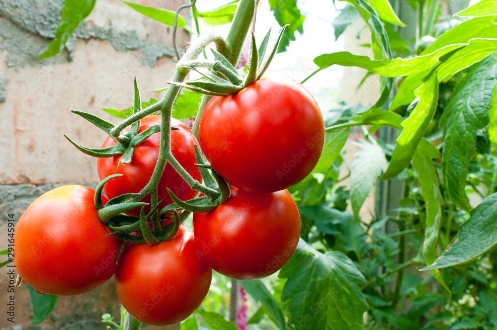 red and yellow natural tomatoes in composition