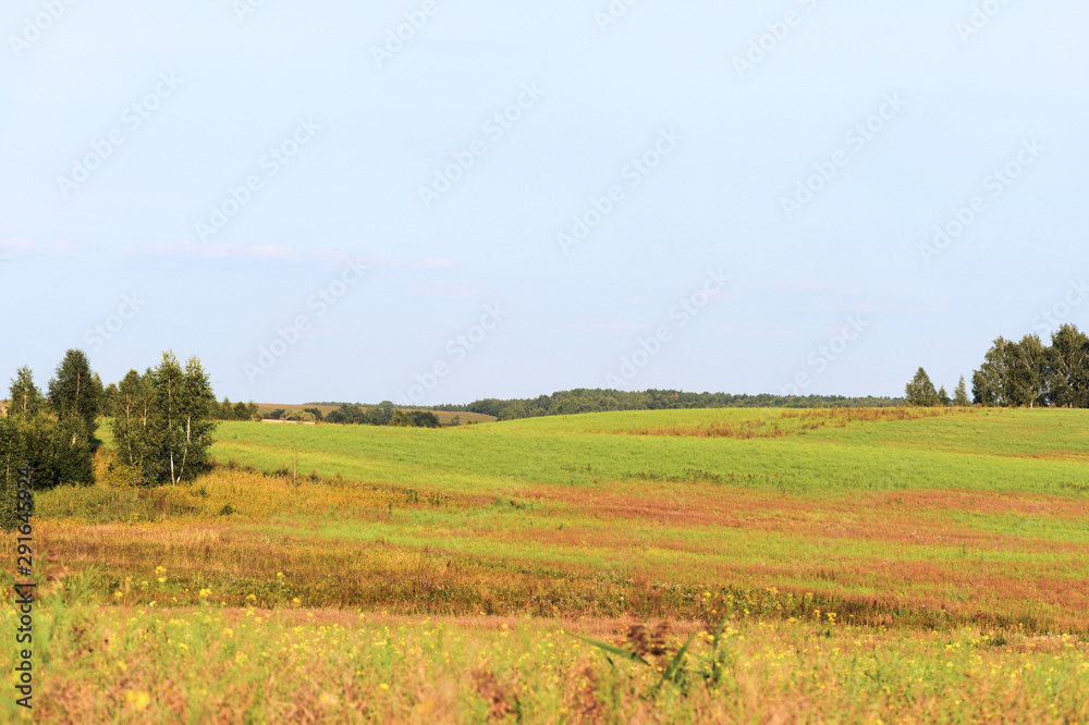 Beautiful countryside landscape - field, sky, trees. Summer rural theme
