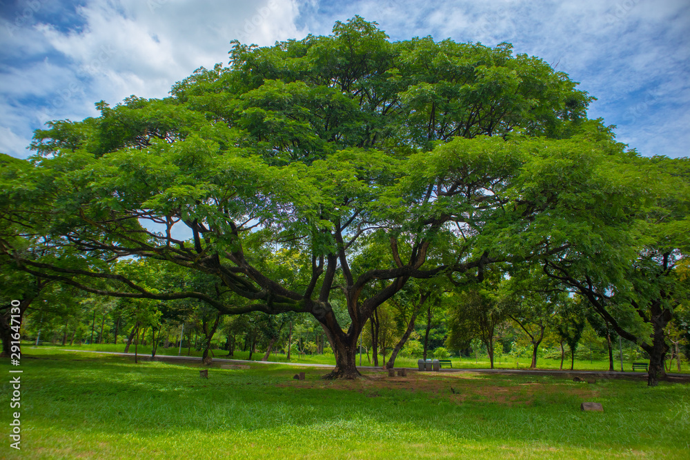 Train park is a place to relax and exercise with large trees to shade relax