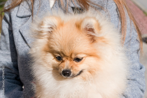 Pet dog Pomeranian brown Pomeranian, head close-up in the hands of a girl