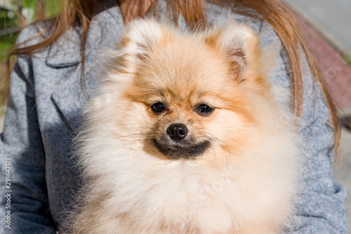 Pet dog Pomeranian brown Pomeranian, head close-up in the hands of a girl