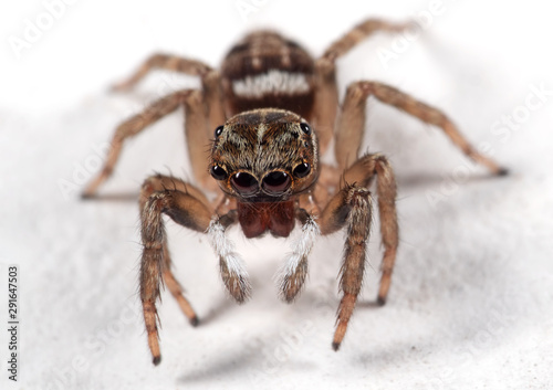 Macro Photo of Jumping Spider Isolated on White Floor